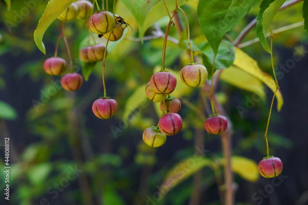 Obraz 日本の木の実