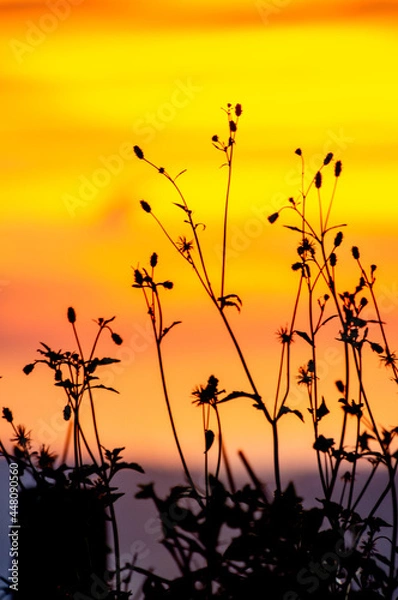 Obraz sunset in the grass