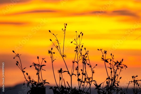 Obraz sunset in the grass