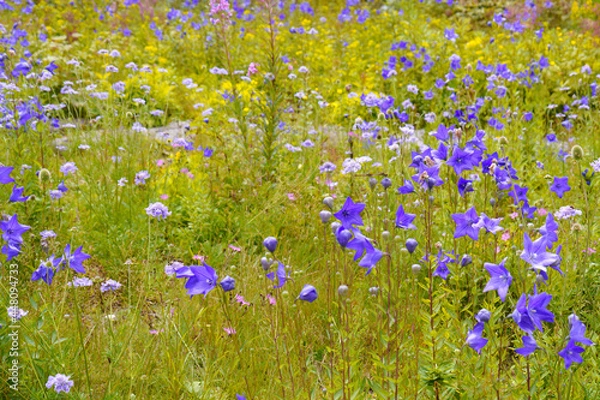 Obraz 桔梗の群生地（日本）