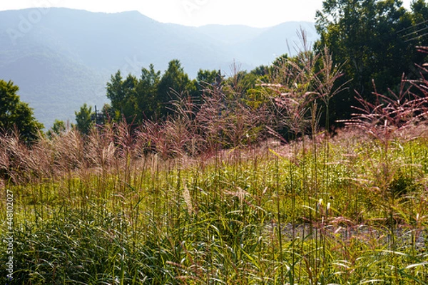 Obraz 長野県晩夏の風景