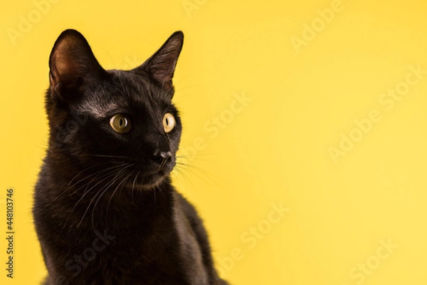 Fototapeta Portrait of a black cat looking into the distance on a yellow background, a place for your advertising. Copy space. Friday 13th. Halloween.