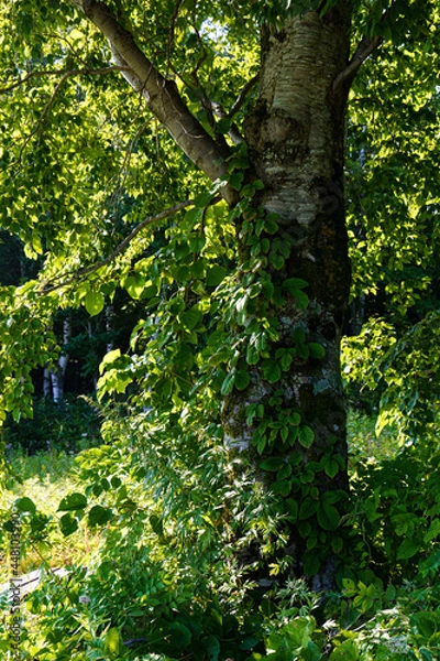 Obraz 日本の夏の植生