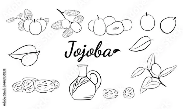 Fototapeta Set of hand drawn jojoba branches with fruits, flowers and leaves. Jojoba plant collection. Vector illustration botanical. Elements for menu, label, packing design.