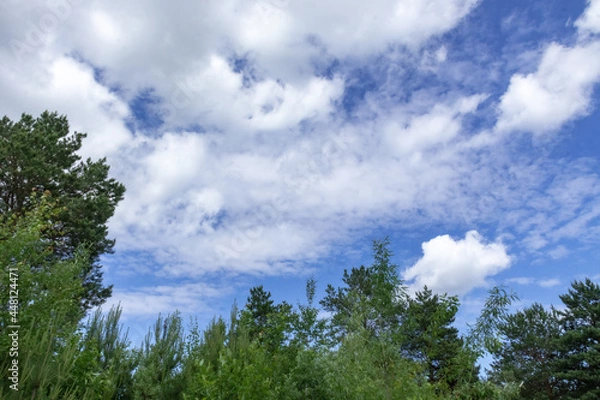 Fototapeta Natural, beautiful trees and plants in the taiga against the background of a blue sky with clouds
