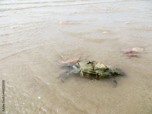 Obraz Crabe mort échoué sur la plage normande