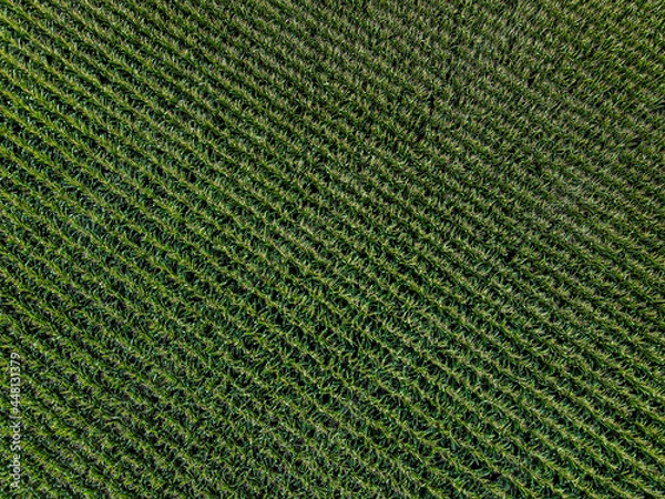 Obraz maisfeld, maisfeeld