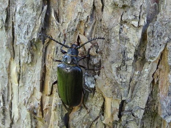 Fototapeta Prionus coriarius (sometimes referred to as "the tanner" or "the sawyer") on the tree bark.