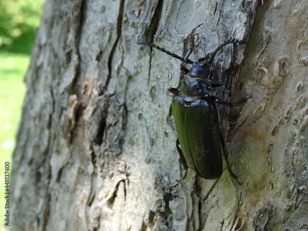Fototapeta Prionus coriarius (sometimes referred to as "the tanner" or "the sawyer") on the tree bark.