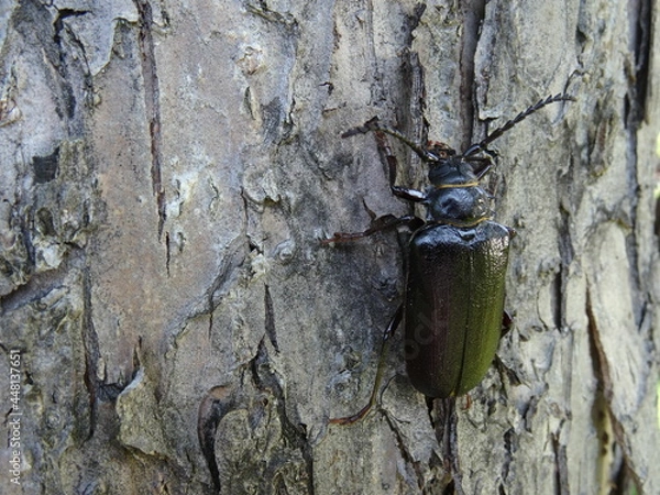 Fototapeta Prionus coriarius (sometimes referred to as "the tanner" or "the sawyer") on the tree bark.
