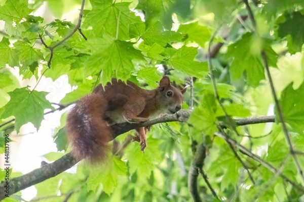 Fototapeta A squirrel sits between green leaves on a branch