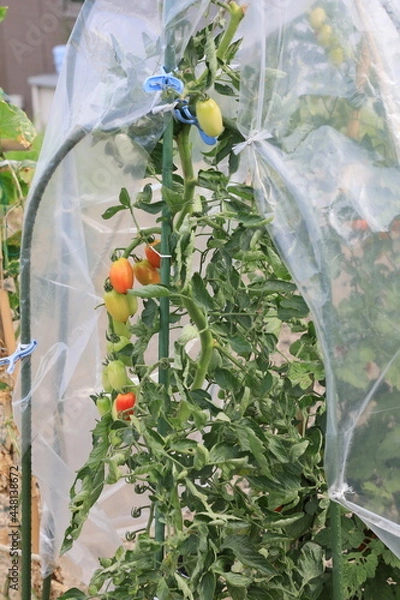 Obraz ビニールで覆われた家庭菜園のトマトが収穫を待つ