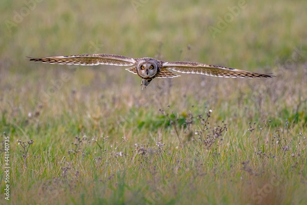 Fototapeta Short-eared owl (Asio flammeus) flying low over field with vole in talons