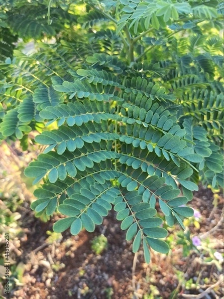 Fototapeta planta verde 