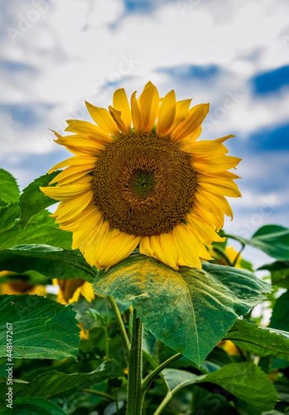 Obraz Sonnenblume blühend