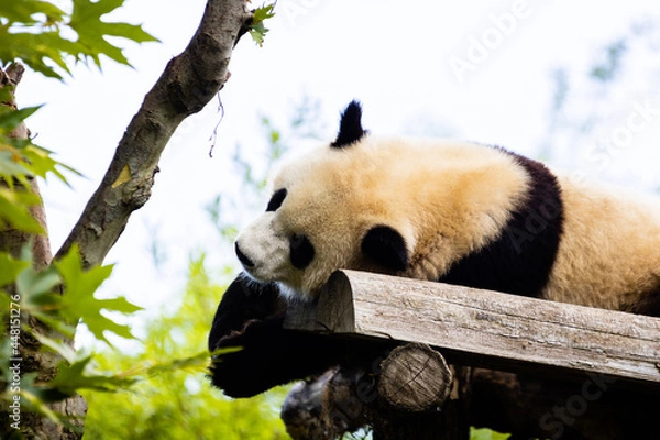 Fototapeta Panda géant photo prise à Pairi Daiza