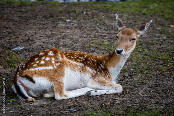 Fototapeta Daim photo prise à Pairi Daiza