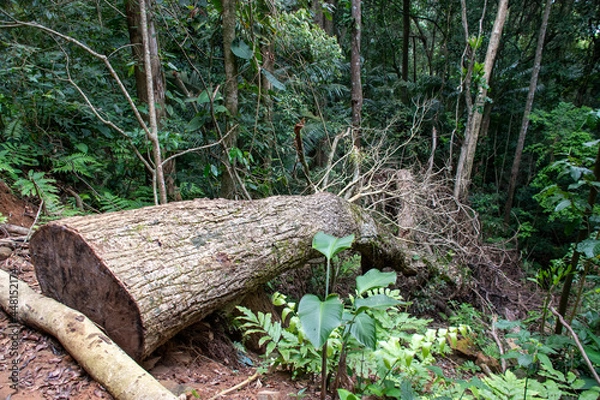 Obraz árvore cortada