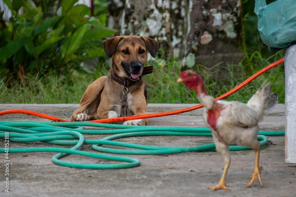 Obraz cachorro e galinha
