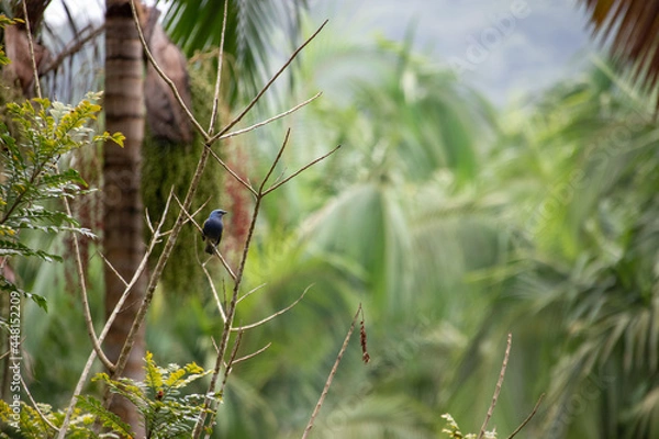 Obraz passarinho no galho