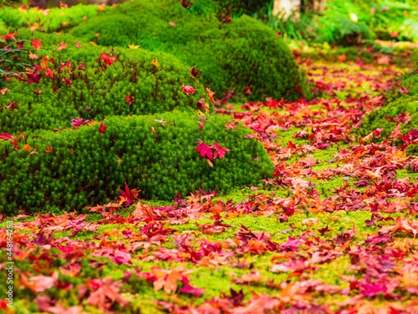 Fototapeta 秋の京都　祇王寺