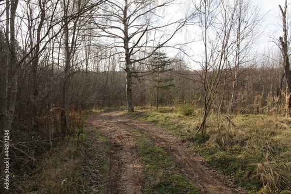 Obraz path in the forest