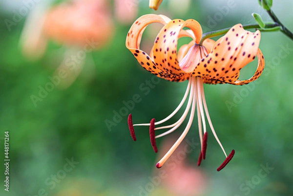 Obraz オニユリのアップ　