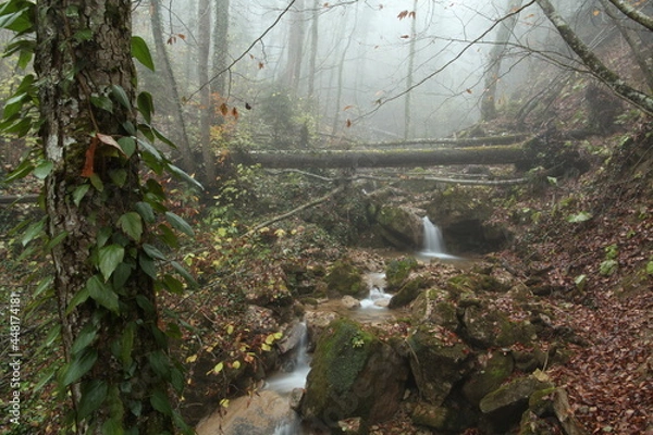 Obraz rain in the forest