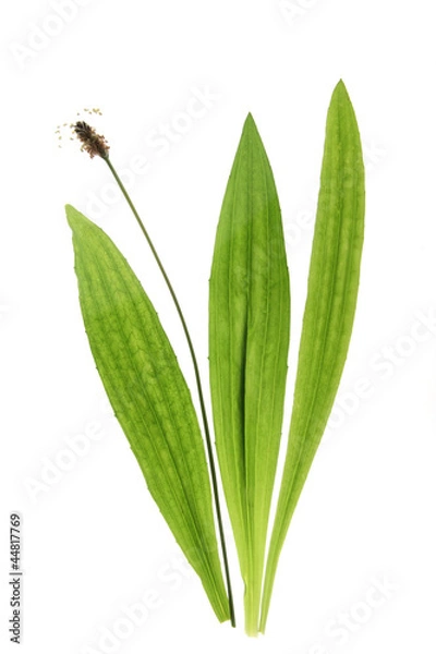 Obraz Spitzwegerich (Plantago lanceolata)