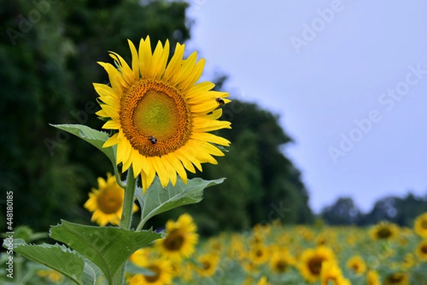 Obraz sunflower on a field
