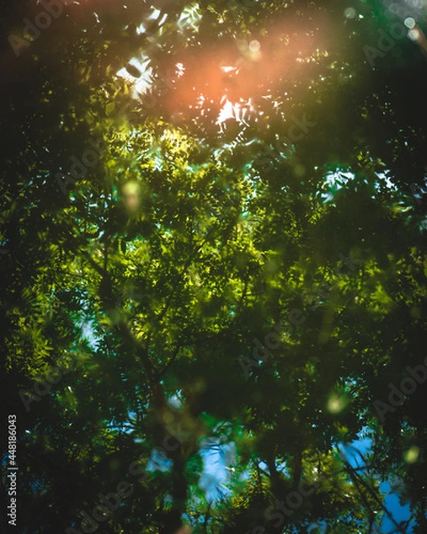 Fototapeta sun rays reflexion in the forest