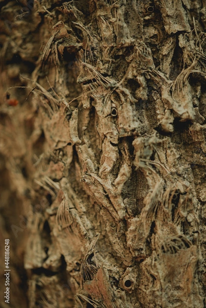 Obraz Bark of a tree