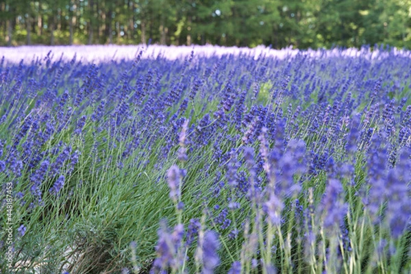 Obraz 咲き誇るラベンダー