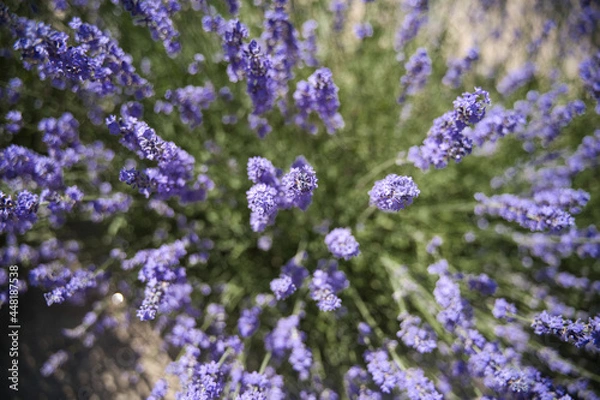Obraz 咲き誇るラベンダー
