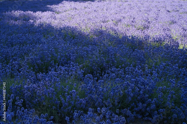 Obraz 咲き誇るラベンダー