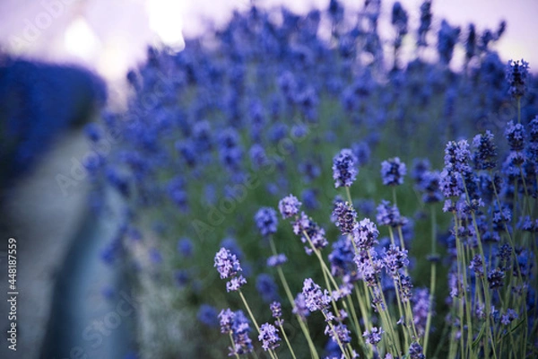 Obraz 咲き誇るラベンダー