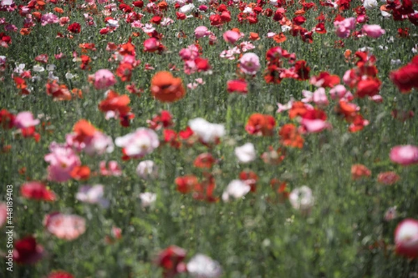 Obraz 一面に広がる赤い花畑