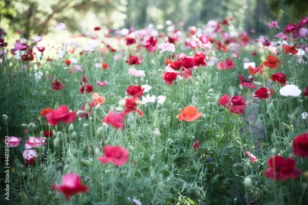 Fototapeta 一面に広がる赤い花畑