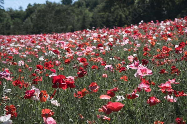 Obraz 一面に広がる赤い花畑