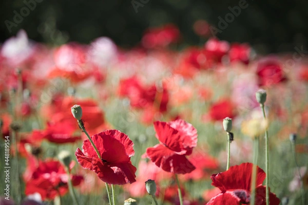 Obraz 一面に広がる赤い花畑