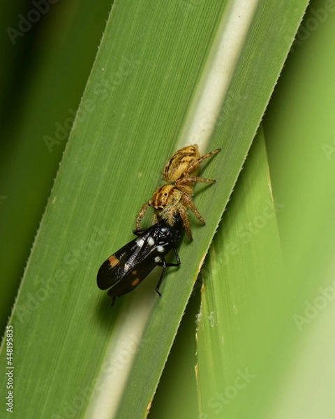 Obraz A jumping spider is eating prey that has just been caught.