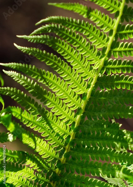 Obraz Fern leaf