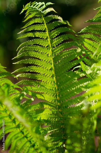 Obraz Fern in summer