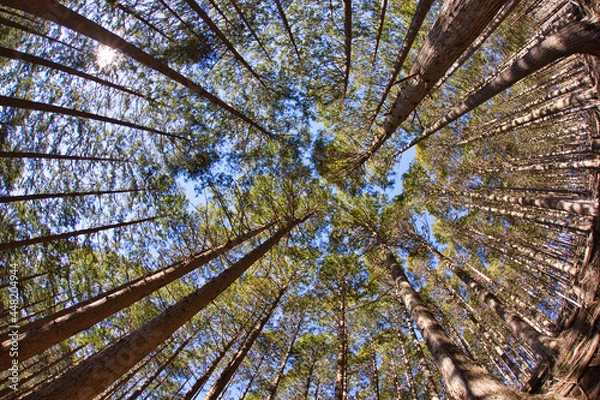 Fototapeta mt.Tanzawa trekking in mid winter,  厳冬期の丹沢山塔ノ岳トレッキング