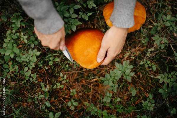 Fototapeta Forester woman cuts a crop of mushrooms with a knife in the forest. Top view of the boletus mushroom.