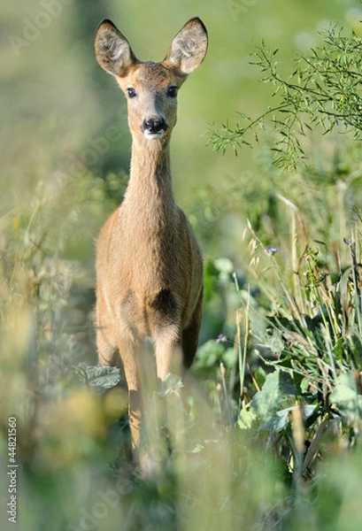 Obraz roe deer