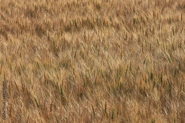 Fototapeta 小麦畑　小麦