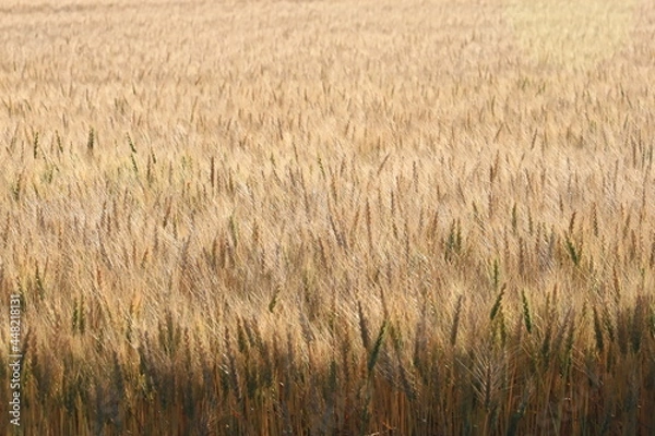 Fototapeta 小麦畑　小麦