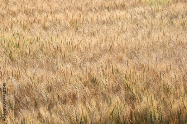 Fototapeta 小麦畑　小麦