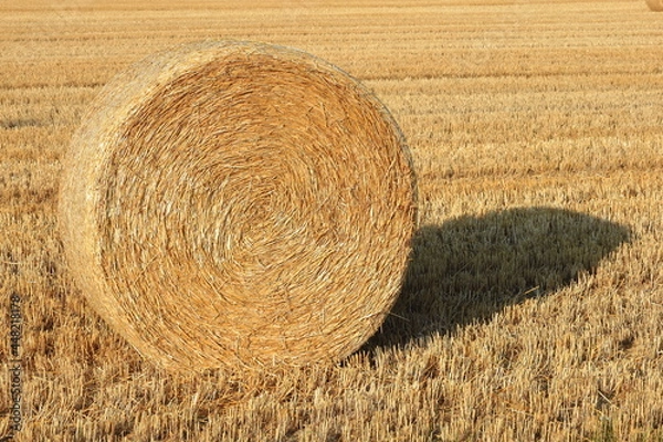 Fototapeta 小麦ロール　小麦　ロール　麦稈ロール　収穫